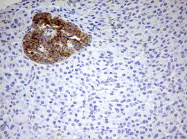 HADH Antibody in Immunohistochemistry (Paraffin) (IHC (P))