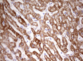 HADH Antibody in Immunohistochemistry (Paraffin) (IHC (P))