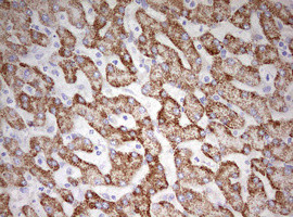 HADH Antibody in Immunohistochemistry (Paraffin) (IHC (P))