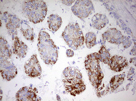 HADH Antibody in Immunohistochemistry (Paraffin) (IHC (P))