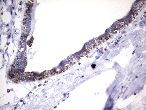 HADH Antibody in Immunohistochemistry (Paraffin) (IHC (P))