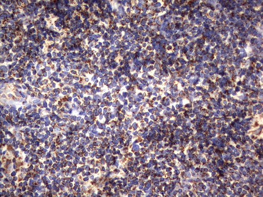 HADH Antibody in Immunohistochemistry (Paraffin) (IHC (P))