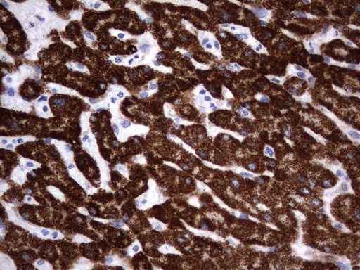 HADH Antibody in Immunohistochemistry (Paraffin) (IHC (P))