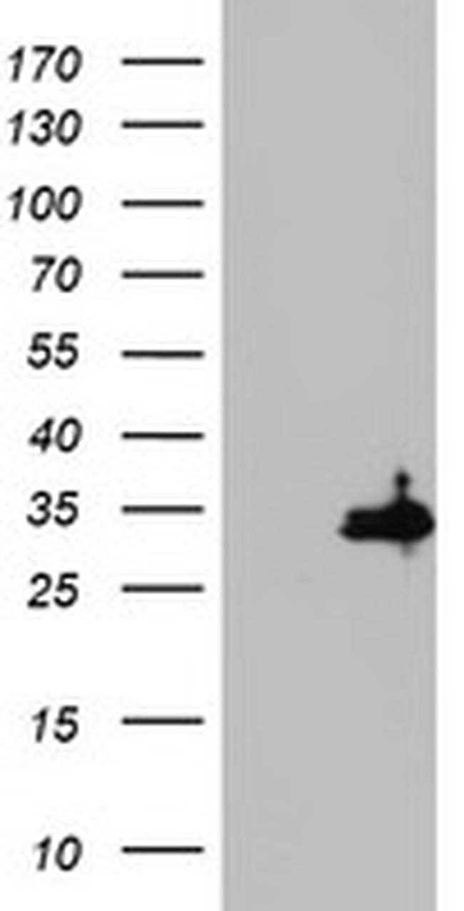 HADH Antibody in Western Blot (WB)