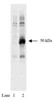 HA Tag Antibody in Western Blot (WB)