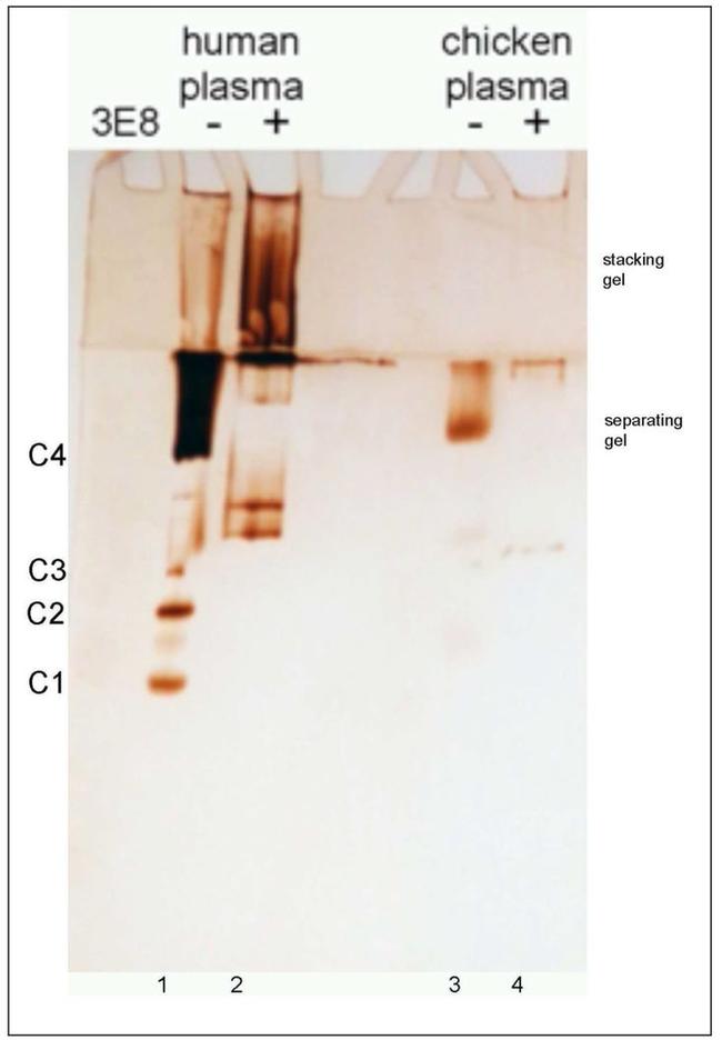 Butyrylcholinesterase Antibody in Western Blot (WB)