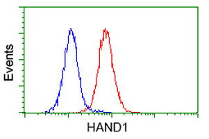 HAND1 Antibody in Flow Cytometry (Flow)