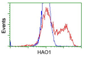 HAO1 Antibody in Flow Cytometry (Flow)