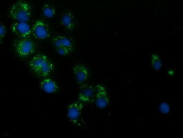 HAO1 Antibody in Immunocytochemistry (ICC/IF)