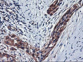 HARS2 Antibody in Immunohistochemistry (Paraffin) (IHC (P))