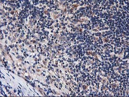 HARS2 Antibody in Immunohistochemistry (Paraffin) (IHC (P))