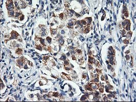 HARS2 Antibody in Immunohistochemistry (Paraffin) (IHC (P))