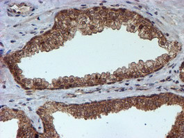 HARS2 Antibody in Immunohistochemistry (Paraffin) (IHC (P))