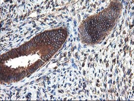 HARS2 Antibody in Immunohistochemistry (Paraffin) (IHC (P))