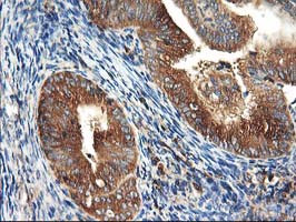 HARS2 Antibody in Immunohistochemistry (Paraffin) (IHC (P))