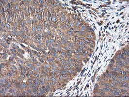 HARS2 Antibody in Immunohistochemistry (Paraffin) (IHC (P))