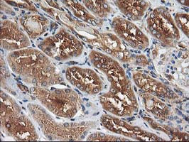 HARS2 Antibody in Immunohistochemistry (Paraffin) (IHC (P))