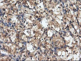 HARS2 Antibody in Immunohistochemistry (Paraffin) (IHC (P))