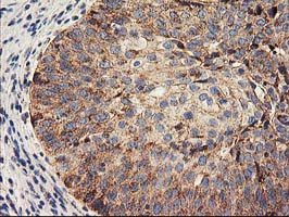 HARS2 Antibody in Immunohistochemistry (Paraffin) (IHC (P))