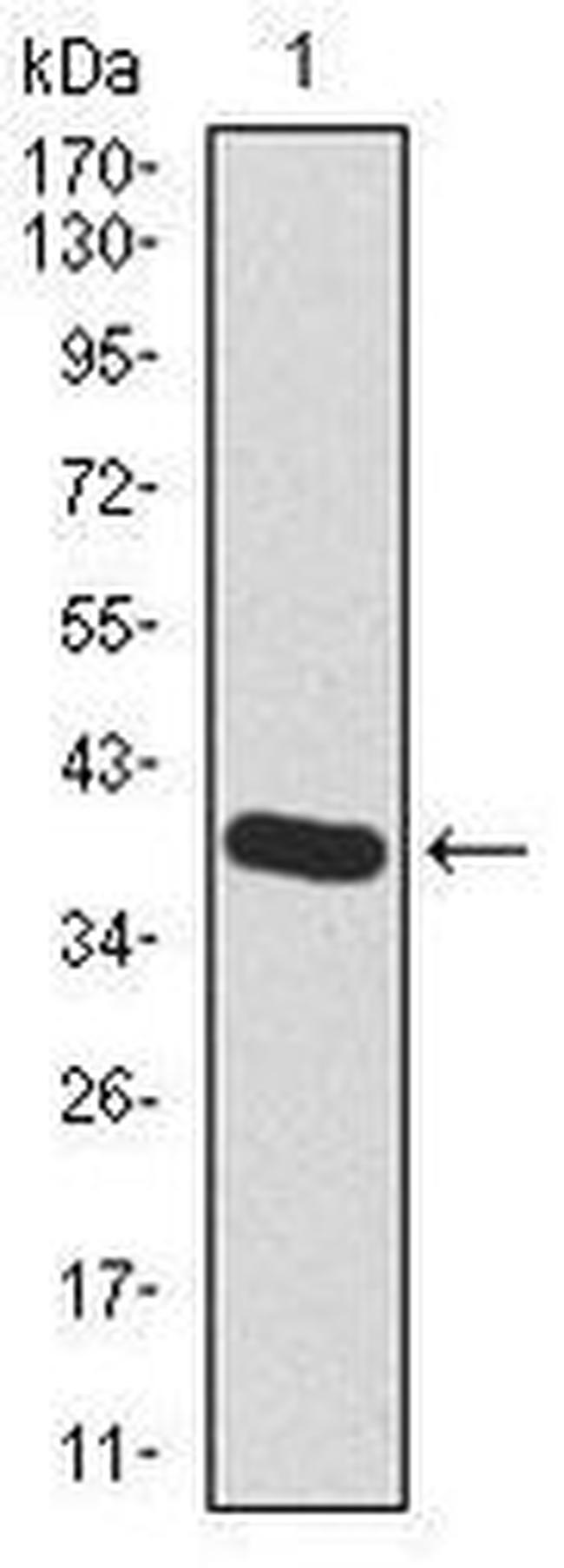 HAS2 Antibody in Western Blot (WB)