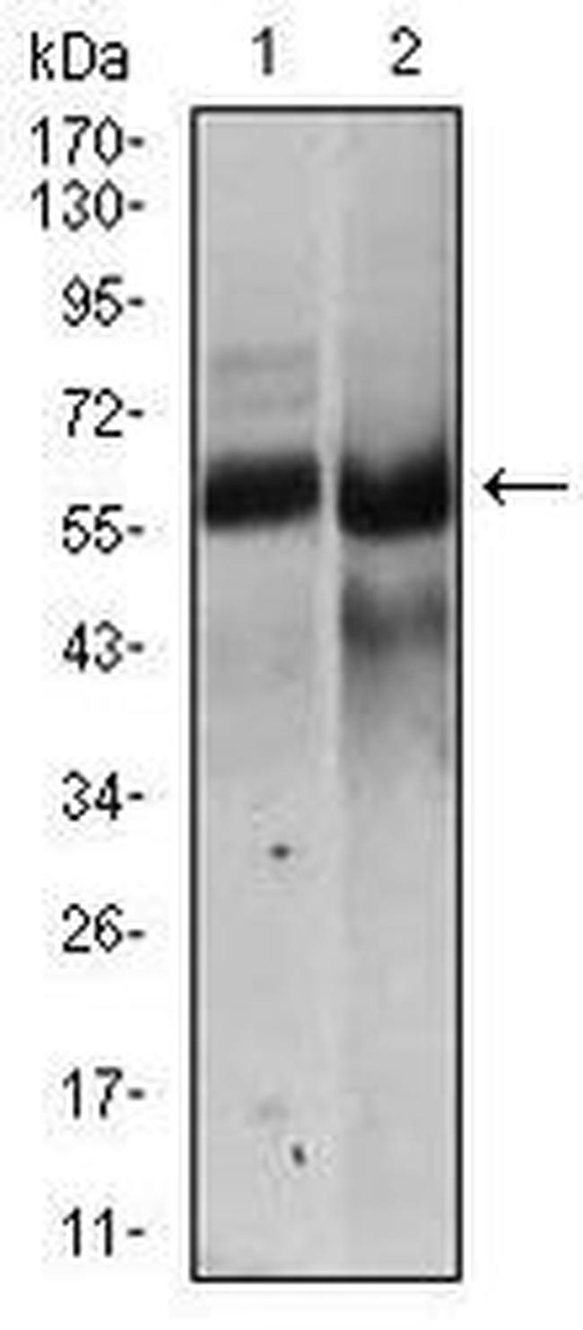 HAS2 Antibody in Western Blot (WB)