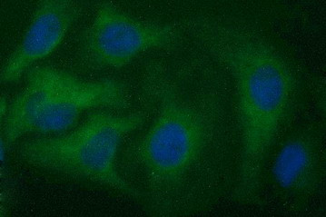 HAUS7 Antibody in Immunocytochemistry (ICC/IF)