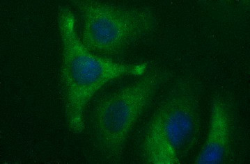 HAUS7 Antibody in Immunocytochemistry (ICC/IF)