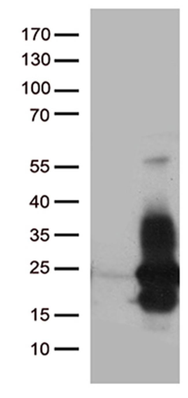 HBEGF Antibody in Western Blot (WB)