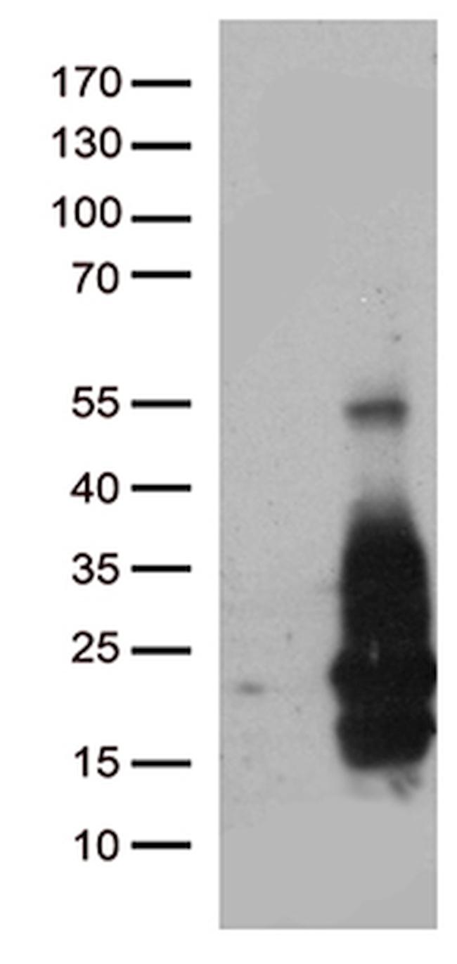 HBEGF Antibody in Western Blot (WB)