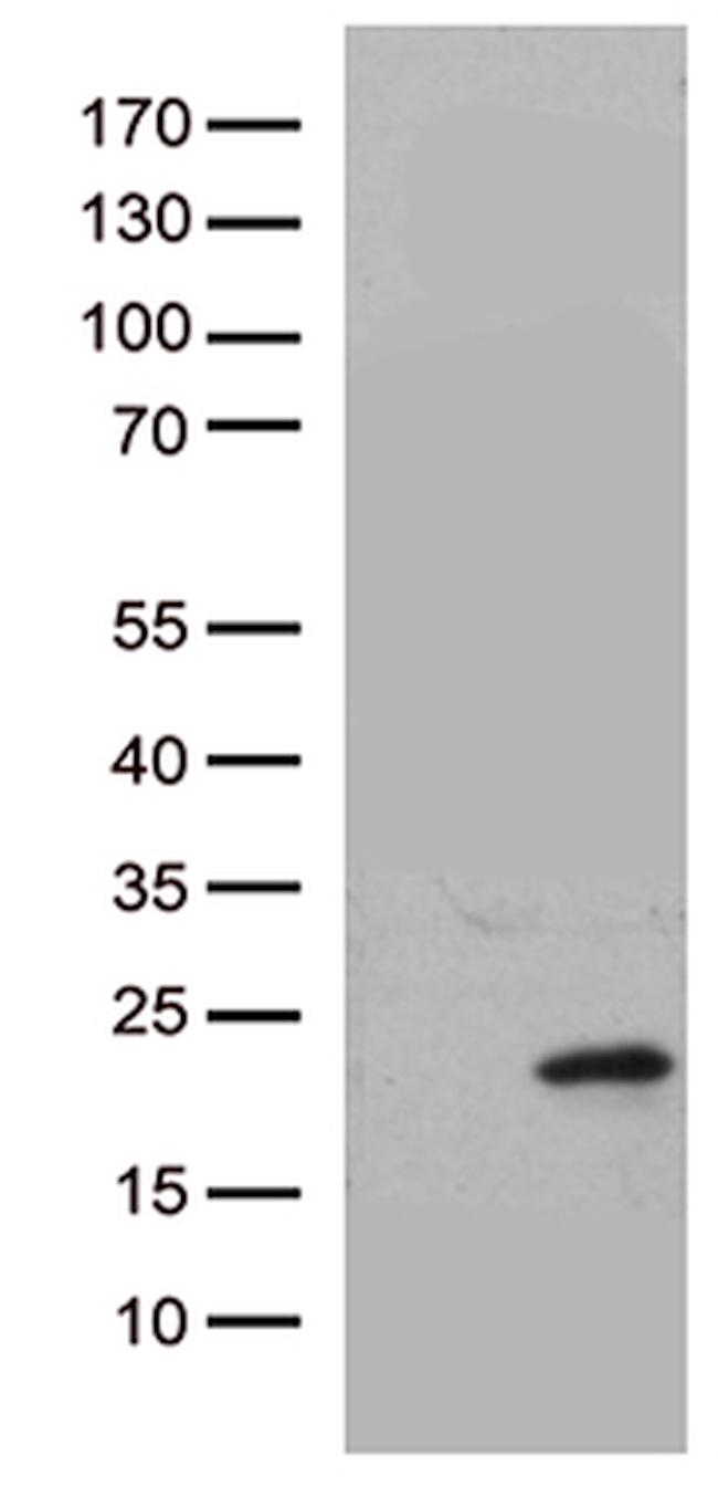 HBEGF Antibody in Western Blot (WB)