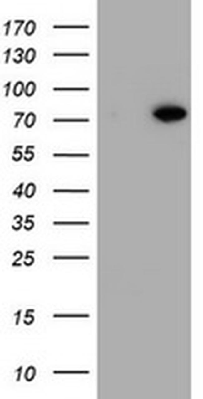 HBS1L Antibody in Western Blot (WB)