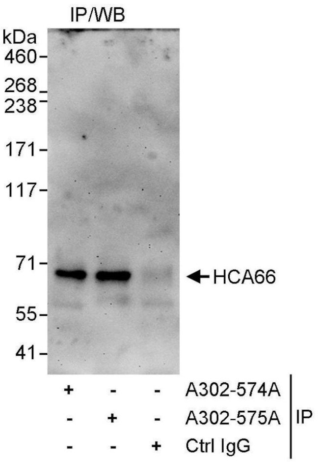 HCA66 Antibody in Immunoprecipitation (IP)
