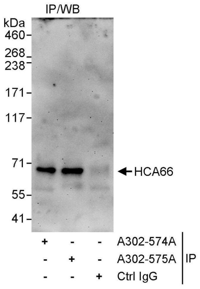 HCA66 Antibody in Immunoprecipitation (IP)