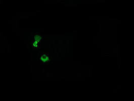 HCFC2 Antibody in Immunocytochemistry (ICC/IF)