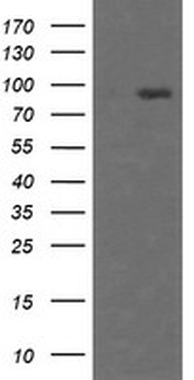 HCFC2 Antibody in Western Blot (WB)