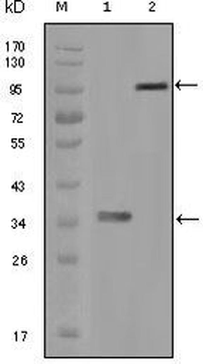 HCK Antibody in Western Blot (WB)