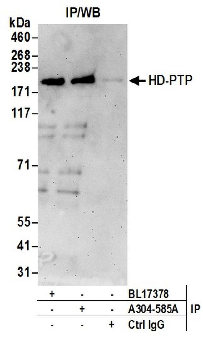 HD-PTP Antibody in Western Blot (WB)