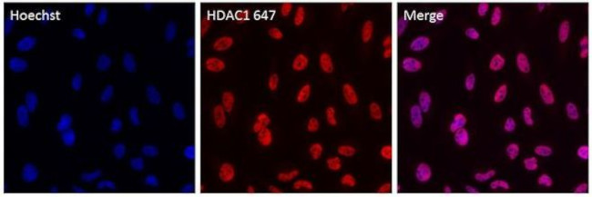 HDAC1 Antibody in Immunocytochemistry (ICC/IF)