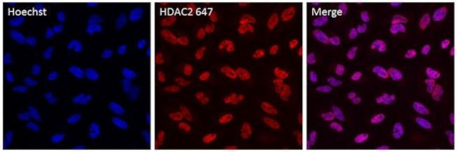 HDAC2 Antibody in Immunocytochemistry (ICC/IF)