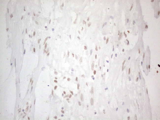 HDAC2 Antibody in Immunohistochemistry (Paraffin) (IHC (P))