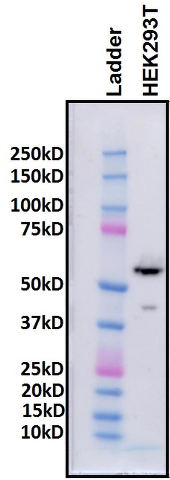 HDAC2 Antibody in Western Blot (WB)