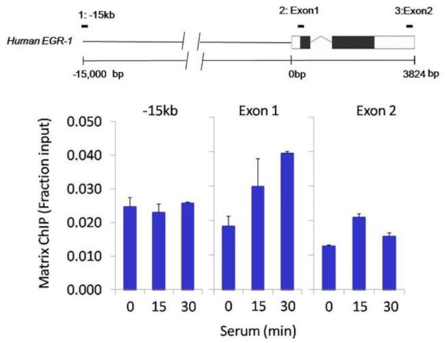 HDAC2 Antibody in ChIP Assay (ChIP)