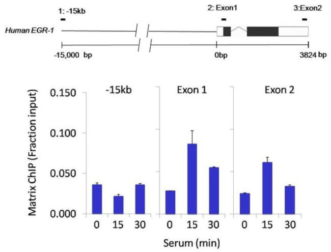 HDAC3 Antibody in ChIP Assay (ChIP)