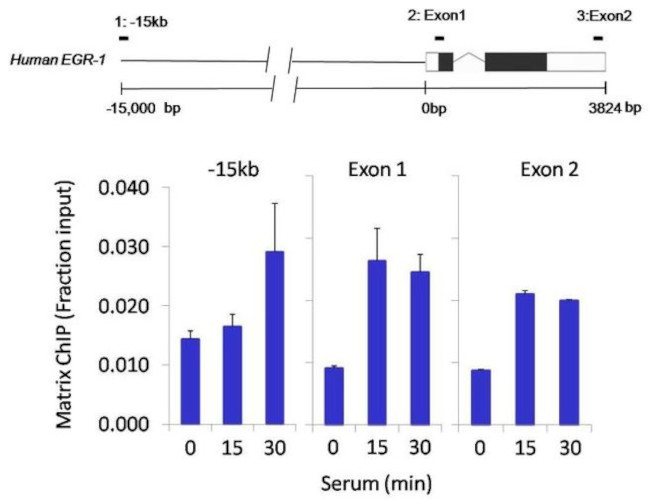 HDAC3 Antibody in ChIP Assay (ChIP)