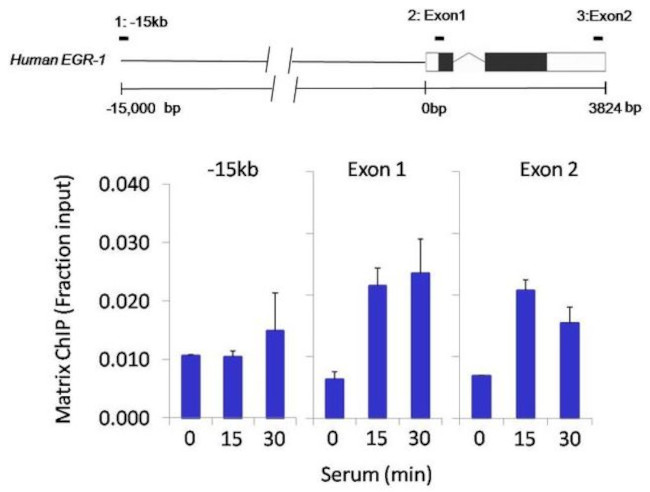 HDAC4 Antibody in ChIP Assay (ChIP)