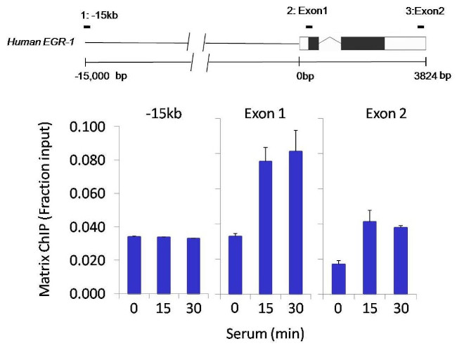 HDAC4 Antibody in ChIP Assay (ChIP)