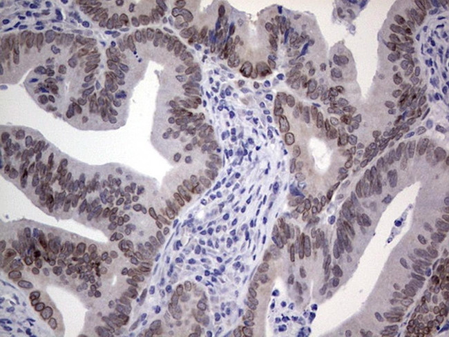 HDAC9 Antibody in Immunohistochemistry (Paraffin) (IHC (P))