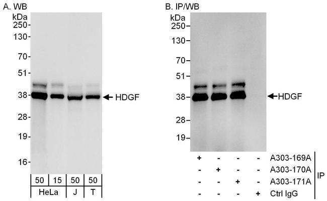 HDGF Antibody in Western Blot (WB)