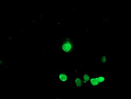 HES1 Antibody in Immunocytochemistry (ICC/IF)