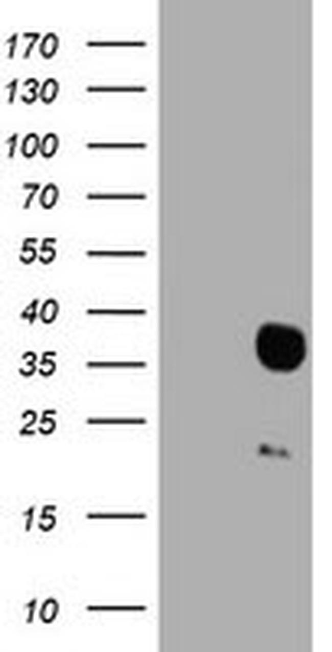 HES1 Antibody in Western Blot (WB)